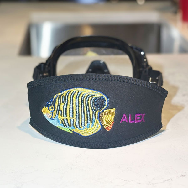 Regal Angelfish